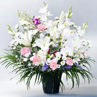 ティーワイフラワー画像