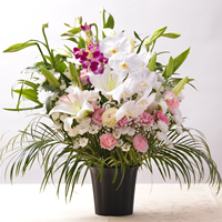 ティーワイフラワー画像